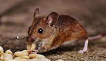 24 Hour & Emergency Exterminators in Oak Park, IL